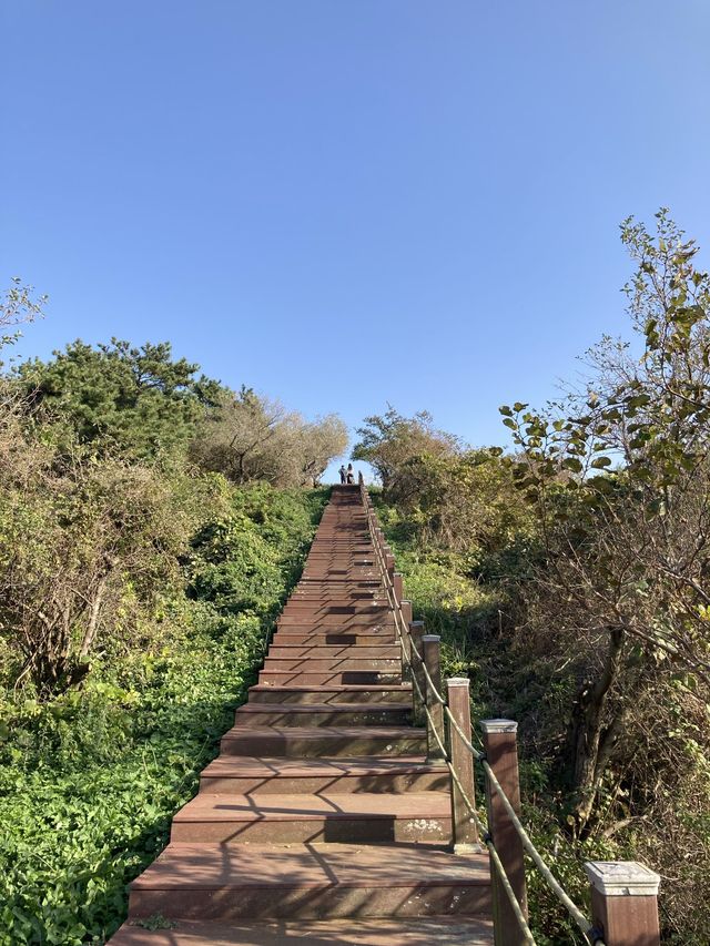 끝없는 갈대 밭, 제주 비양도🌾