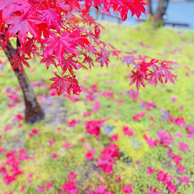 京都で彩色の紅葉を見るなら