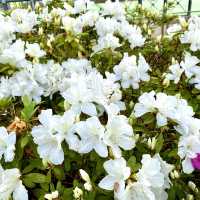 ［維多利亞公園］- 賞花好時機🌸🌺💐