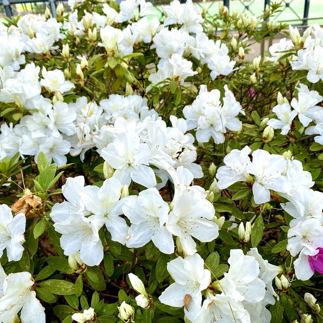 ［維多利亞公園］- 賞花好時機🌸🌺💐