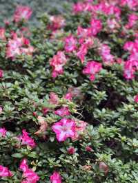 🌺🌼德華公園悠閑觀花🌴🌿