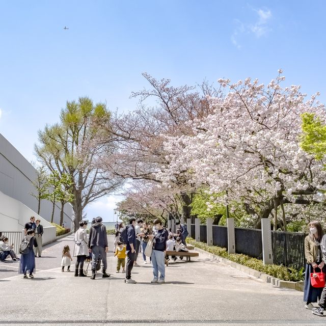 マクセルアクアパーク品川前の桜
