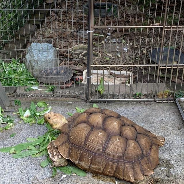 altTitle