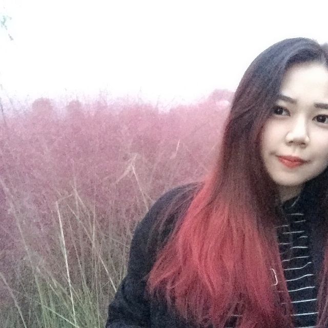 Cỏ lau hồng ở công viên Haneul 🥰