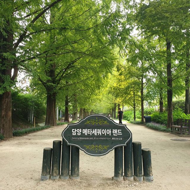 Damyang Metasequoia Land 