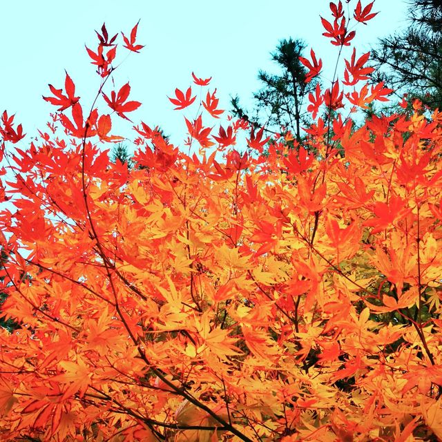 🍁 한라산에 오르지 않아도 단풍구경, 천아계곡