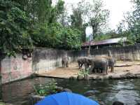 Taiping Zoo, Perak 🐾✨