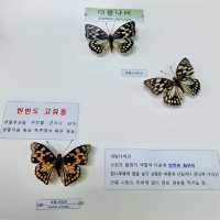 [🇰🇷, 진주] 산림박물관 전시회, ‘수목원 속 작은 친구들’ 🦋