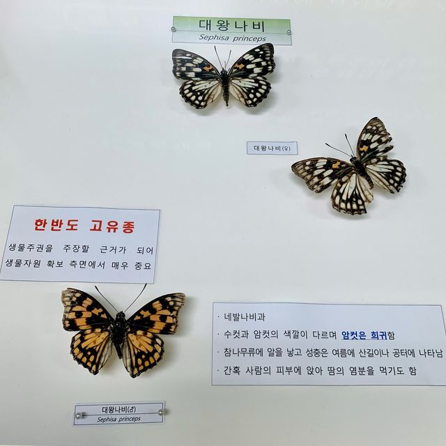 [🇰🇷, 진주] 산림박물관 전시회, ‘수목원 속 작은 친구들’ 🦋