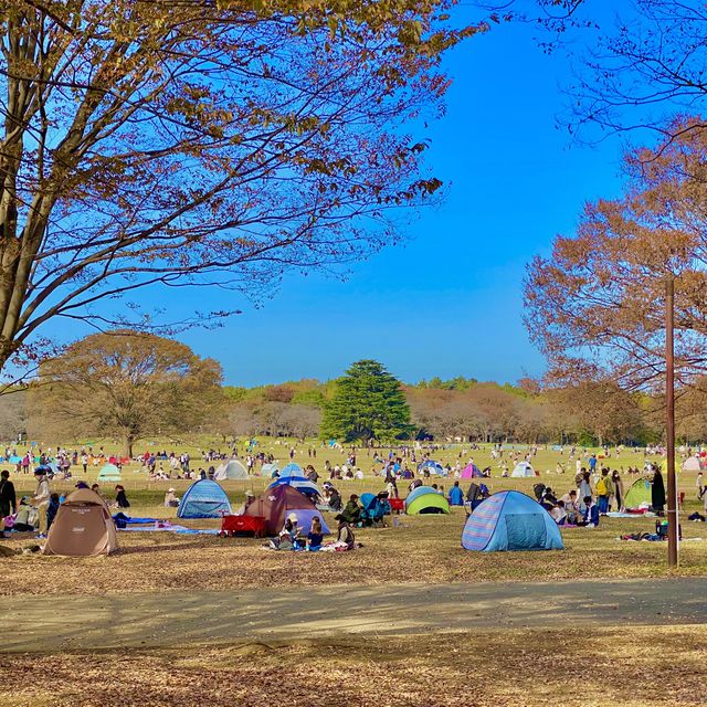 国営昭和記念公園のみんなのはらっぱ