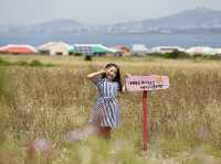 제주에서 가파도 가는 배