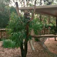 [호주 애들레이드] cleland wildlife park 