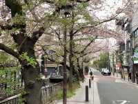 京都　KYOTO SAKURAめぐり！四条通りから南座まで散策してみた！