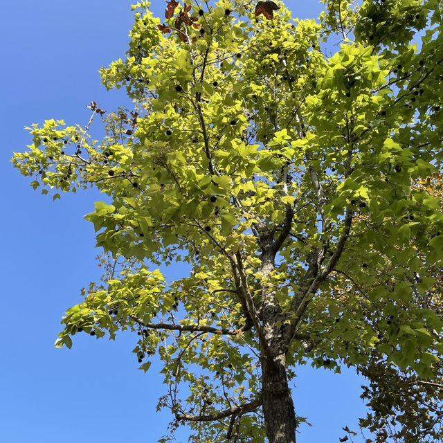 超大型公園草地同設施
