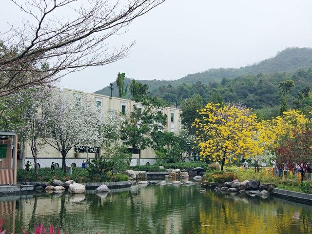 將軍澳睇黃花風鈴木