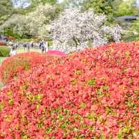 はるの新宿御苑のツツジ畑