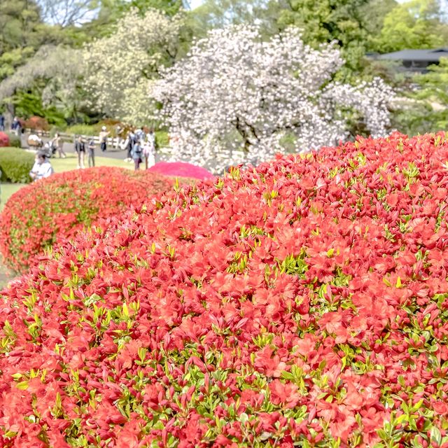 はるの新宿御苑のツツジ畑