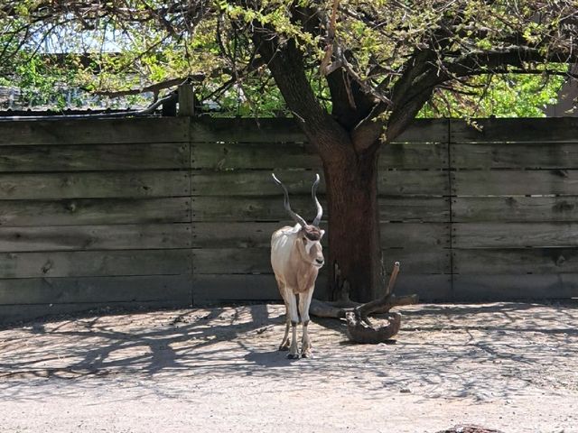 St. Louis Zoo (Red Rock Zone)