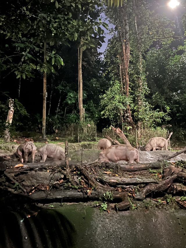 Nocturnal Wildlife at Night Safari