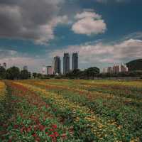 울산꽃구경은 태화강국가정원이랍니다🌻🌻