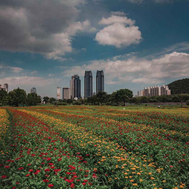 울산꽃구경은 태화강국가정원이랍니다🌻🌻