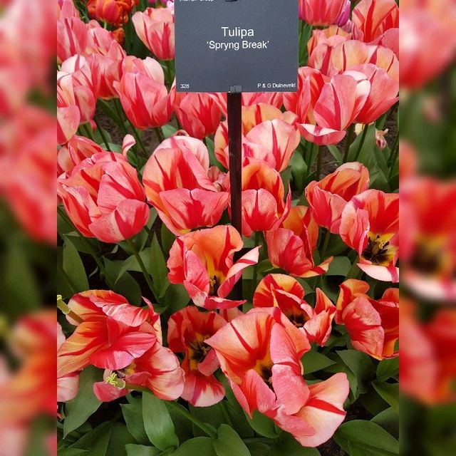 Amazing display of tulips!