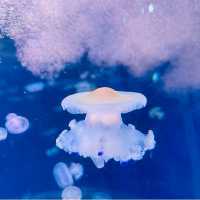 【新江ノ島水族館】神奈川県/江ノ島