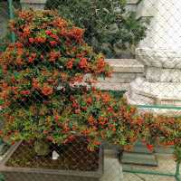Chi Lin Nunnery