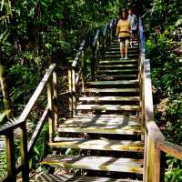 The Macritchie Petai Trial - Photo Ed