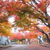 岩手県！盛岡城跡の本丸と紅葉