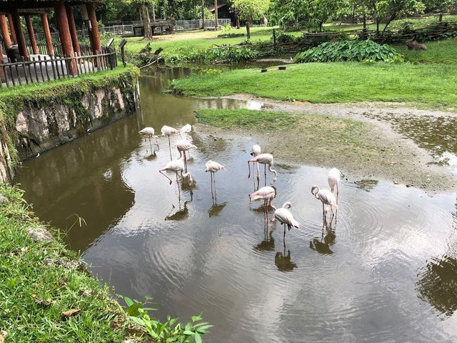 Taiping Zoo, Perak 🐾✨