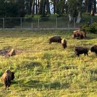 Amazing buffalo paddock at Golden Gate Park