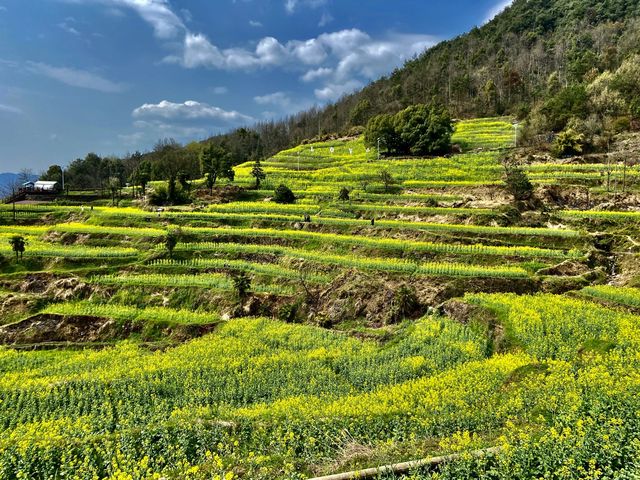 Rape Seed Flowers in Minshengcun, Pujiang