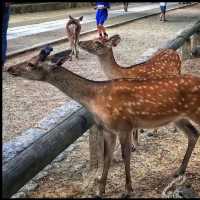 Nara Park ❤️ 