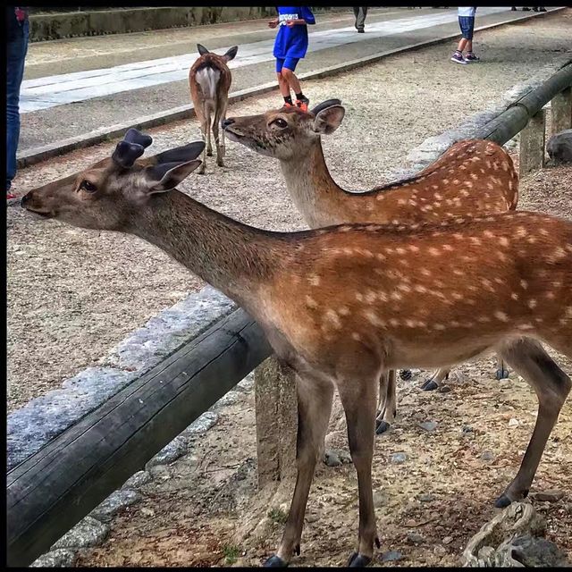 Nara Park ❤️ 