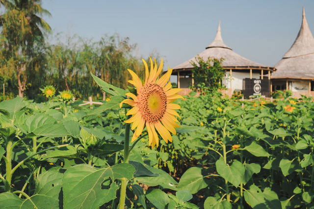 ชะตา ธรรมชาติ จ.นครปฐม