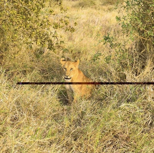 The Wildlife in Ngorongoro