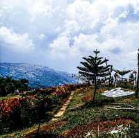 Flower Farm in Cebu City, Philippines