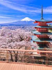 So romantic‼️Departing from Tokyo | One-day tour to enjoy cherry blossoms at Mount Fuji.