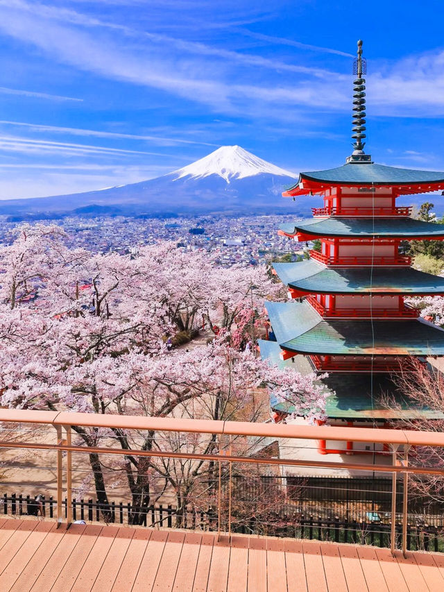 So romantic‼️Departing from Tokyo | One-day tour to enjoy cherry blossoms at Mount Fuji.