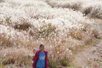 Japan free travel, hike up Mount Ibuki, autumn leaves and miscanthus are equally beautiful.