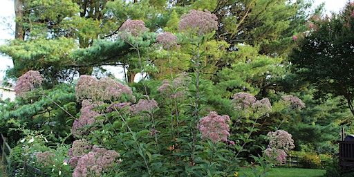 Wild Ones- September Garden Chat | Bel Air