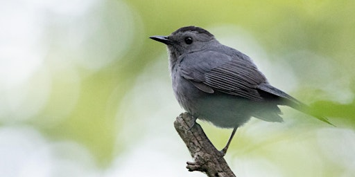 Guided Bird Hike at Short Hills - July Edition | Short Hills Provincial Park — Pelham Road Parking Lot