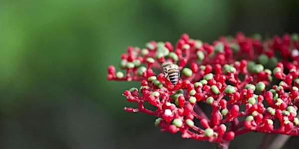 A Walk in God's Garden: Dairy Farm Nature Park | Dairy Farm Nature Park