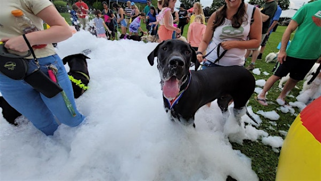 Pupstock ™  Festival: NJ's Best family-friendly dog festival | Sussex County Fairgrounds