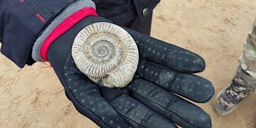 Yorkshire Coast family fossil hunt | Cayton Bay