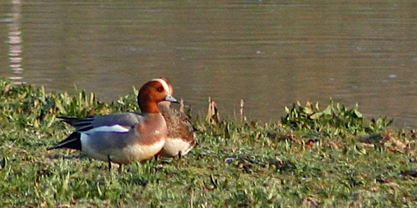 Waterfowl - Identification of Ducks, Geese and Swans with Nathan Long | Grafham Water Fishing Lodge
