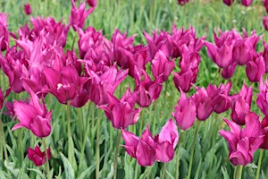 Friday 17th April WGC Red Tent | Friends Meeting House