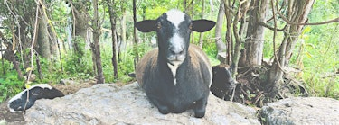 From Fleece to Felted Soap: A Regenerative Fibre Workshop | Flying Moon Farm