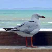 Yeppoon Beach, Queensland, Australia